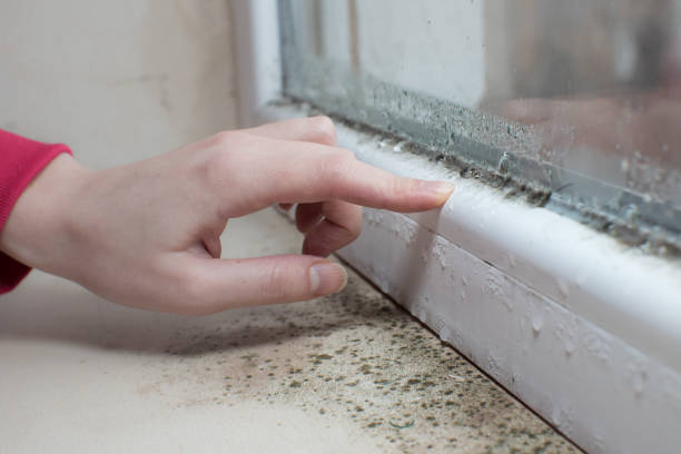 Best Attic Mold Removal  in Parks, AZ